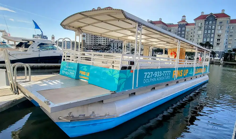 Best Dolphin Tour in Clearwater Beach | Fins Up Clearwater