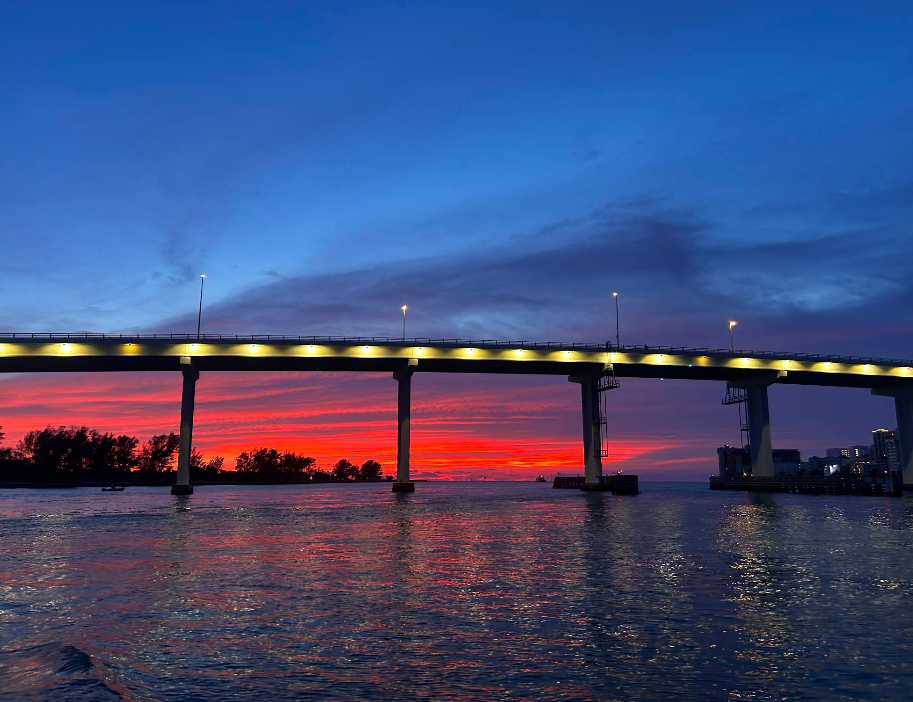 Best Dolphin Tour in Clearwater Beach | Fins Up Clearwater