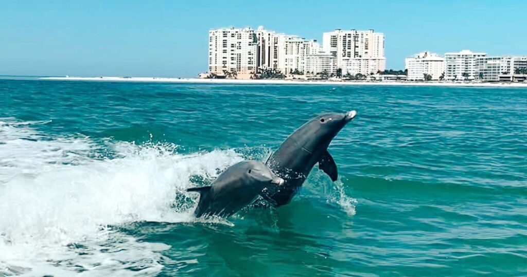 Best Dolphin Tour in Clearwater Beach | Fins Up Clearwater