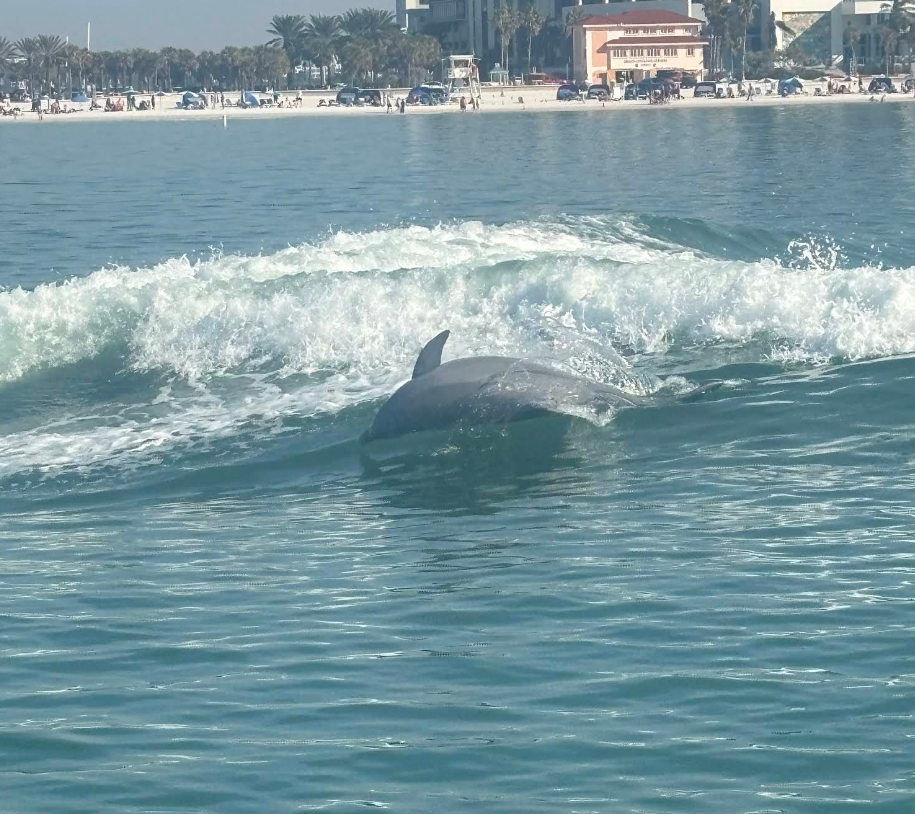Best Dolphin Tour in Clearwater Beach | Fins Up Clearwater