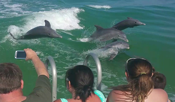 Best Dolphin Tour in Clearwater Beach | Fins Up Clearwater