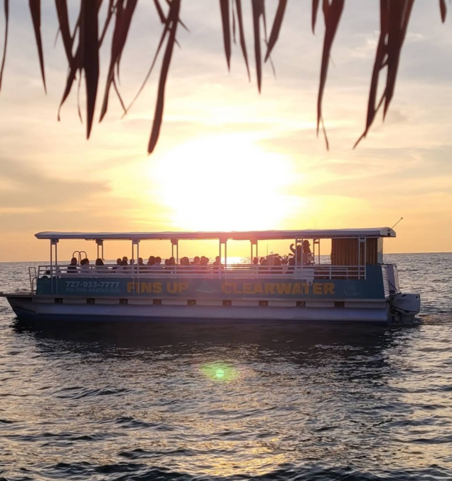 Best Dolphin Tour in Clearwater Beach | Fins Up Clearwater