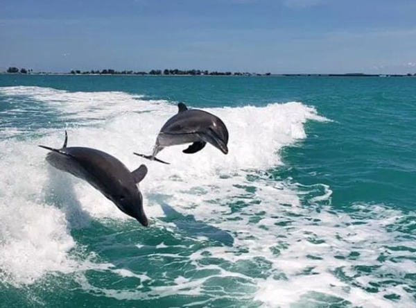 Bottlenose dolphin surfacing in clear Gulf water near Clearwater