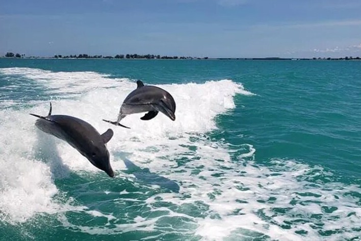 Best Dolphin Tour in Clearwater Beach | Fins Up Clearwater