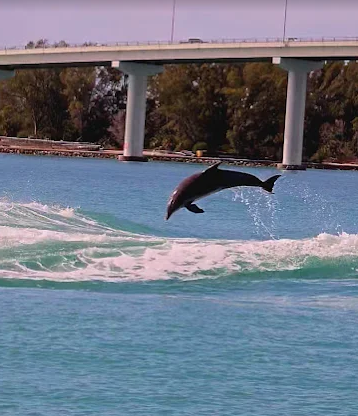 Best Dolphin Tour in Clearwater Beach | Fins Up Clearwater
