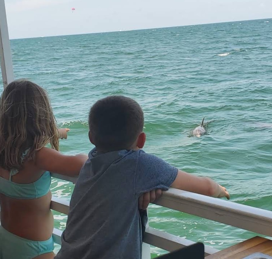 Best Dolphin Tour in Clearwater Beach | Fins Up Clearwater