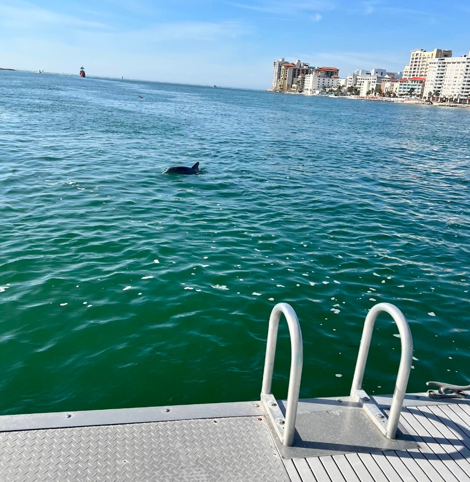 Best Dolphin Tour in Clearwater Beach | Fins Up Clearwater