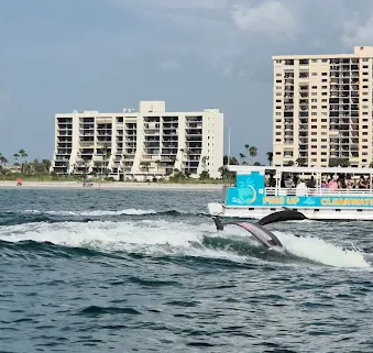 Best Dolphin Tour in Clearwater Beach | Fins Up Clearwater