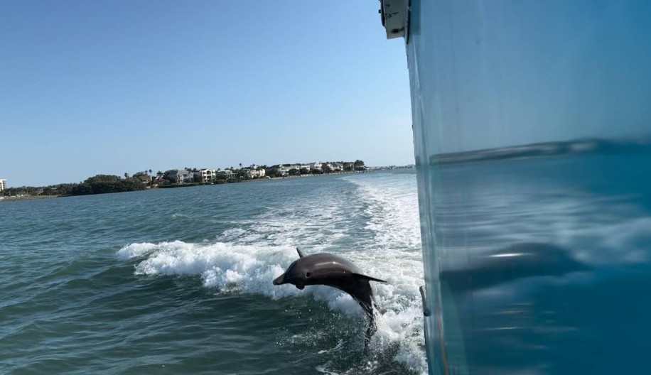 Best Dolphin Tour in Clearwater Beach | Fins Up Clearwater