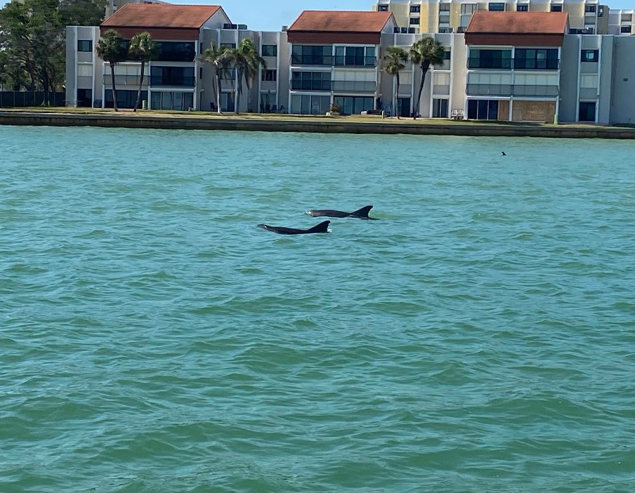 Best Dolphin Tour in Clearwater Beach | Fins Up Clearwater