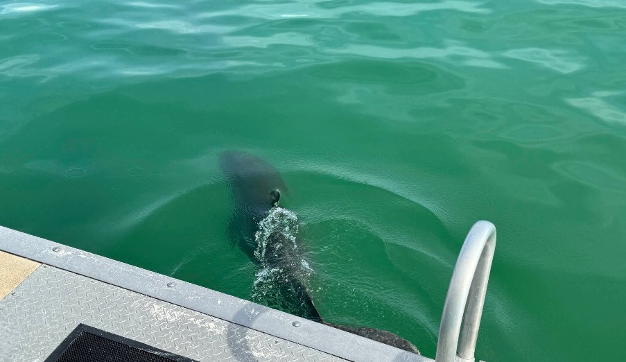 Best Dolphin Tour in Clearwater Beach | Fins Up Clearwater