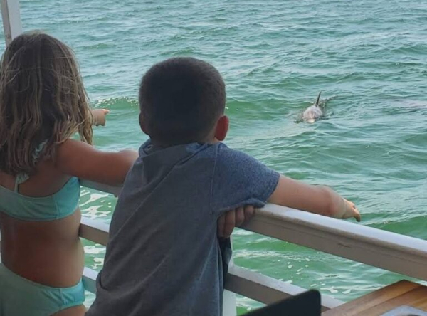 Close-up dolphin fin in the water near Clearwater Beach