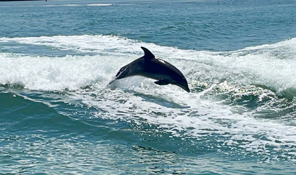 Group taking photos of dolphins on a Clearwater morning boat tour