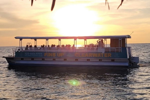 Best Dolphin Tour in Clearwater Beach | Fins Up Clearwater